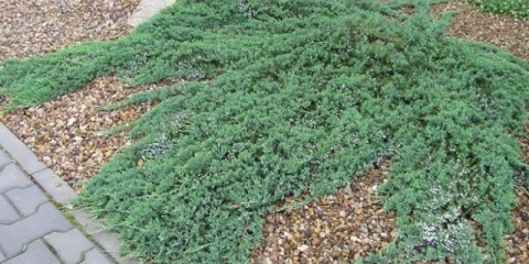 Juniper horizontalus prince of wales